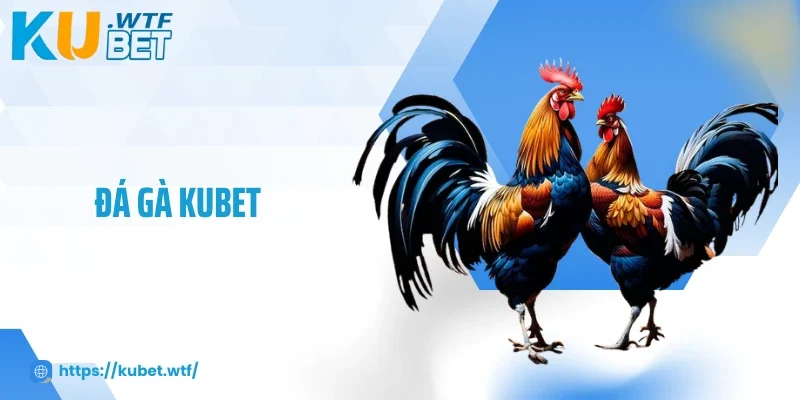 Đá Gà Kubet - Sàn Đấu Rực Lửa, Bùng Nổ Cảm Xúc