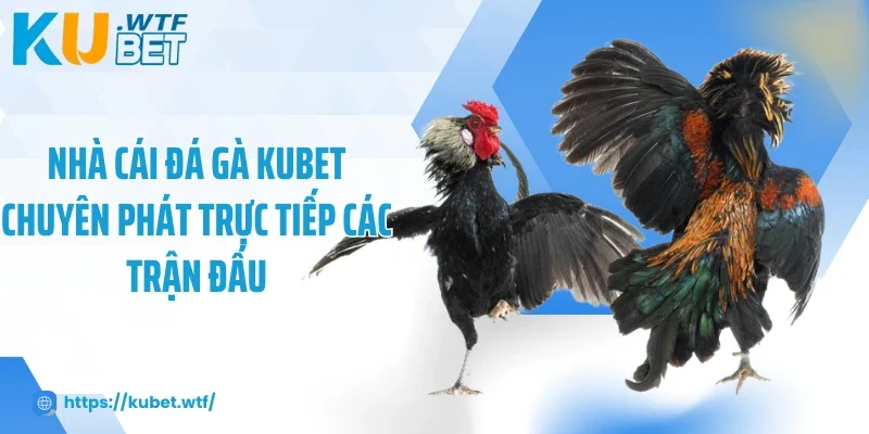 Nhà cái đá gà Kubet chuyên phát trực tiếp các trận đấu