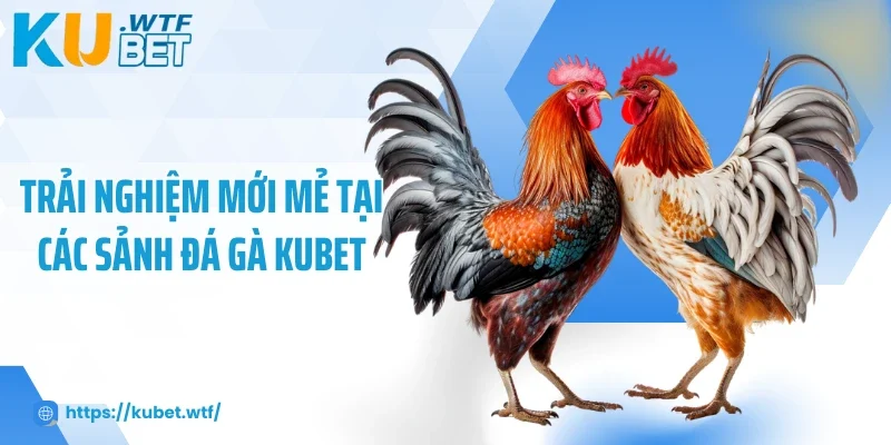 Trải nghiệm mới mẻ tại các sảnh đá gà Kubet
